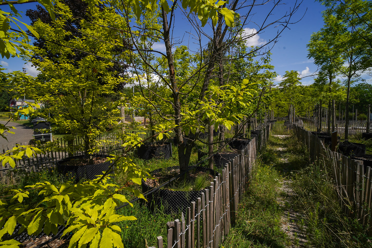 Hors Séries – L´école en forêt